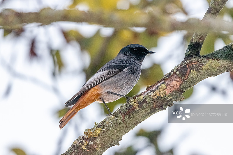 红尾鸲特写图片素材
