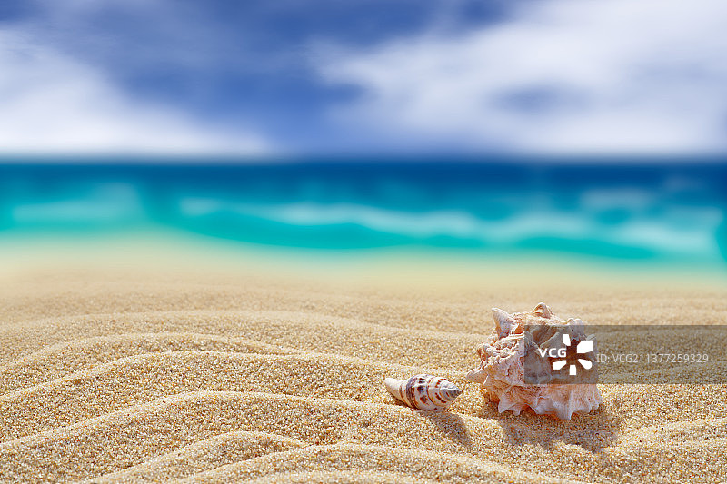 沙滩上的两只贝壳图片素材