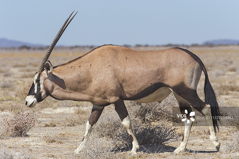 从侧面看到的直角羚羊站在纳米比亚的田野上图片素材
