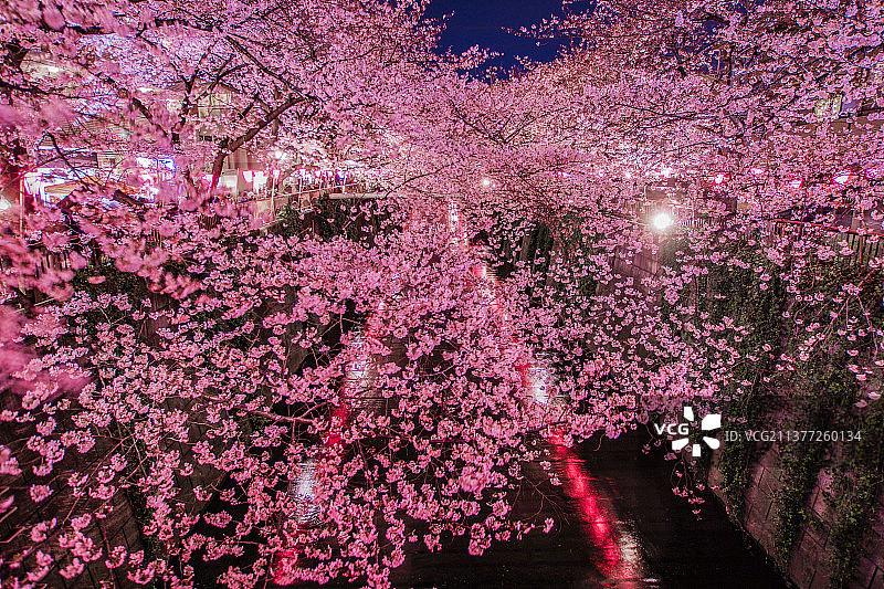 目黑川夜樱，中目黑图片素材
