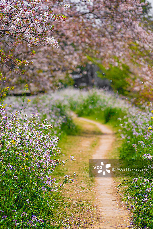 多摩川河床的樱花树图片素材