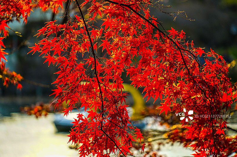 井之头公园的秋叶图片素材