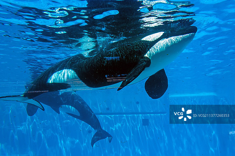 虎鲸表演，鱼在海中游泳的特写图片素材