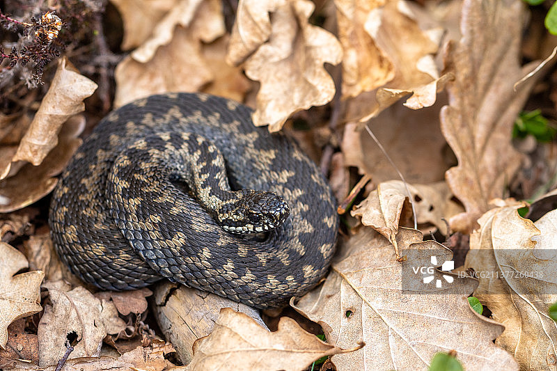 普通欧洲蝰蛇，雄性蝰蛇在树叶中休息图片素材