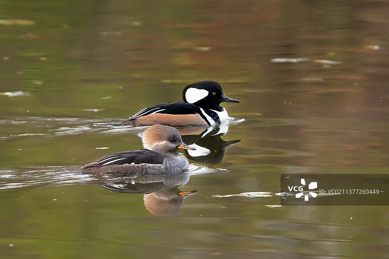 一对鸳鸯戏水图片素材