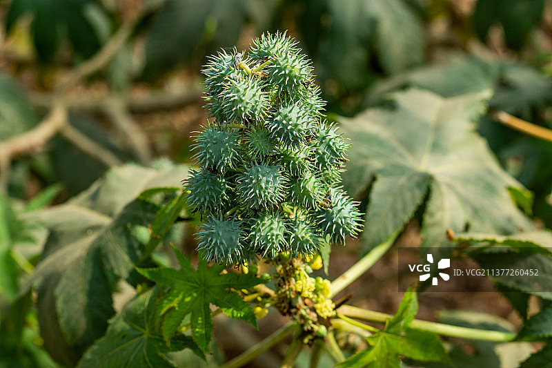 孟加拉国蓖麻果实与种子图片素材