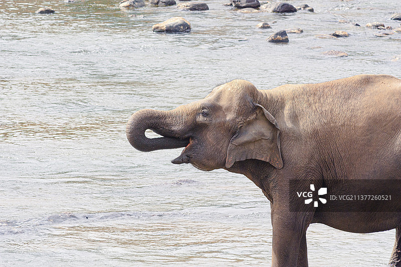幼象在河边饮水，印度亚洲象在水中侧视图，斯里兰卡图片素材