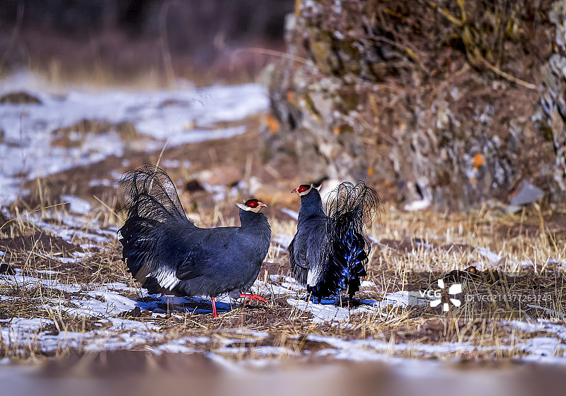 蓝马鸡图片素材