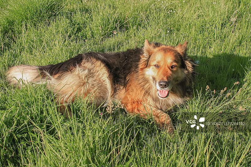 友好的德国牧羊犬躺在草地上图片素材