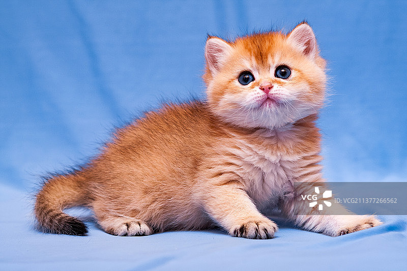 迷人的俄罗斯红色金色英国小猫特写图片素材