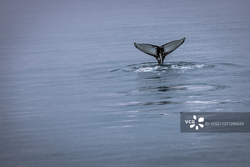 冰岛海中海豚与鲸鱼鳍高角度视图图片素材