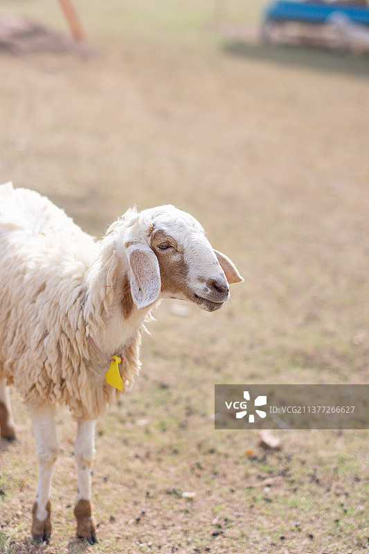 农场里可爱的小山羊图片素材