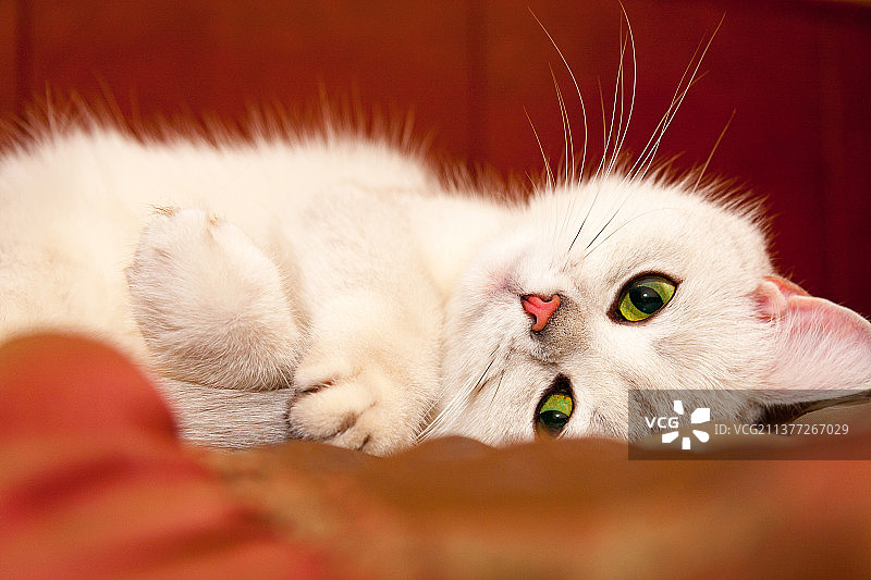 可爱的银色英国短毛猫，绿色的眼睛和粉红色的鼻子，俄罗斯图片素材