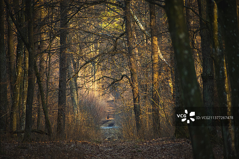 秋季森林中的黑暗森林小巷图片素材