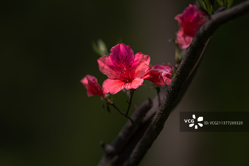 花朝节映山红图片素材