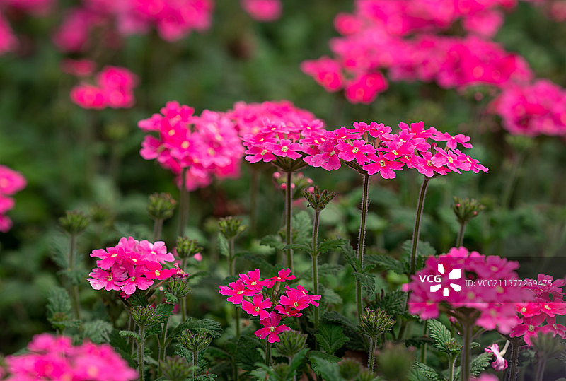 西溪花朝节图片素材
