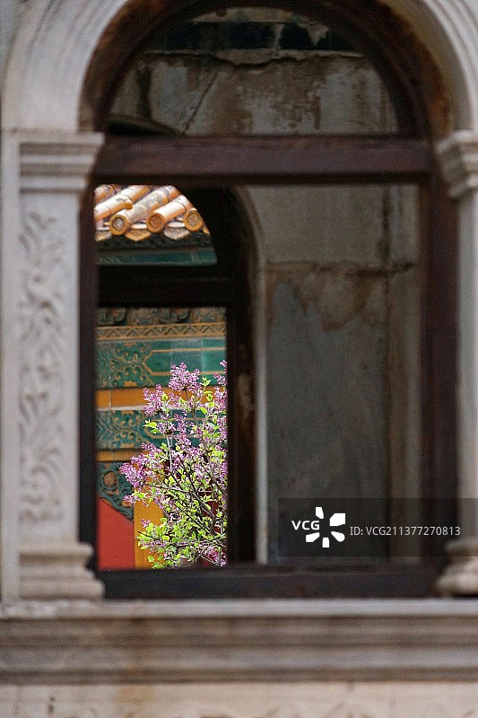 故宫延禧宫丁香花图片素材