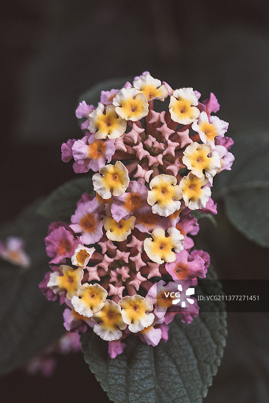 低饱和的野花图片素材