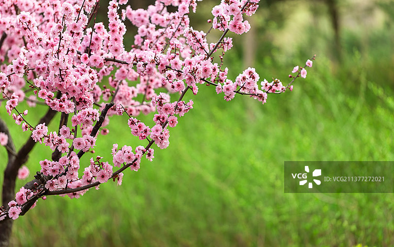春天杏梅绽放图片素材