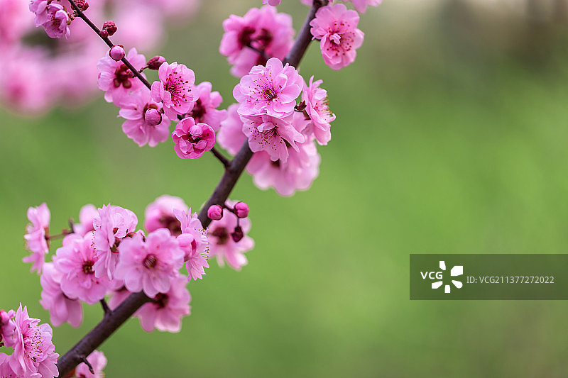 春天杏梅绽放图片素材