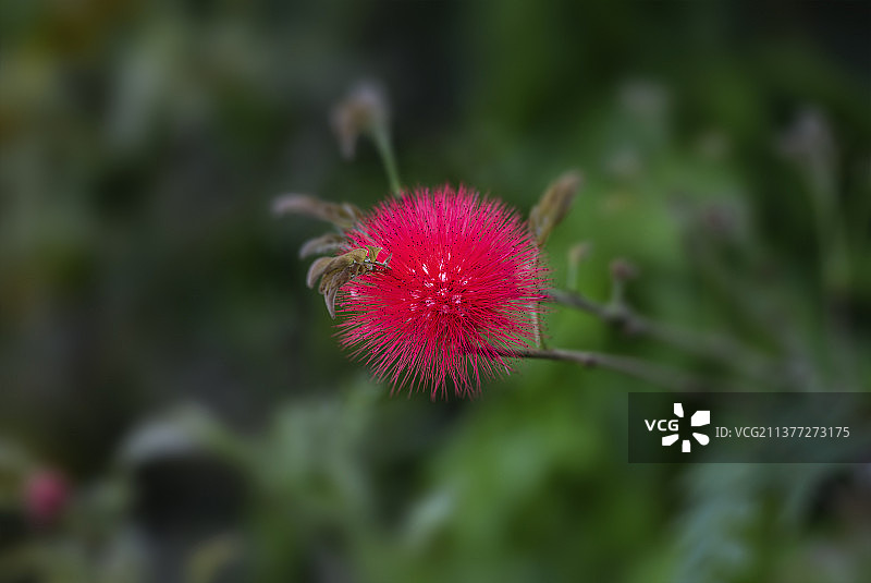 朱缨花图片素材