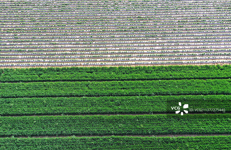 覆膜播种的马铃薯幼苗茁壮成长图片素材