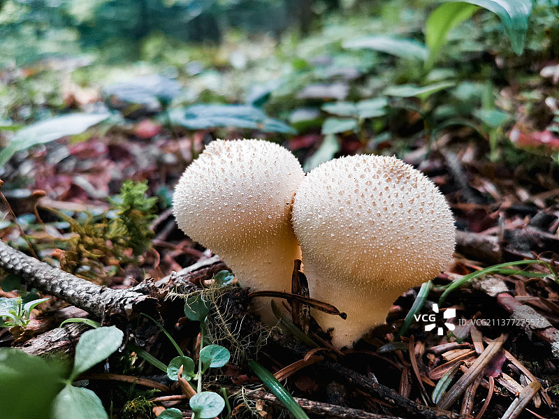 雨崩野生蘑菇图片素材