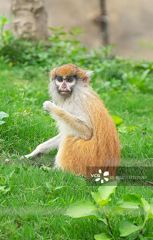 小猴子图片素材