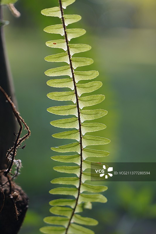 福州森林公园踏青图片素材