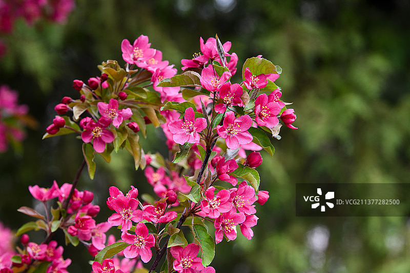 海棠花枝图片素材