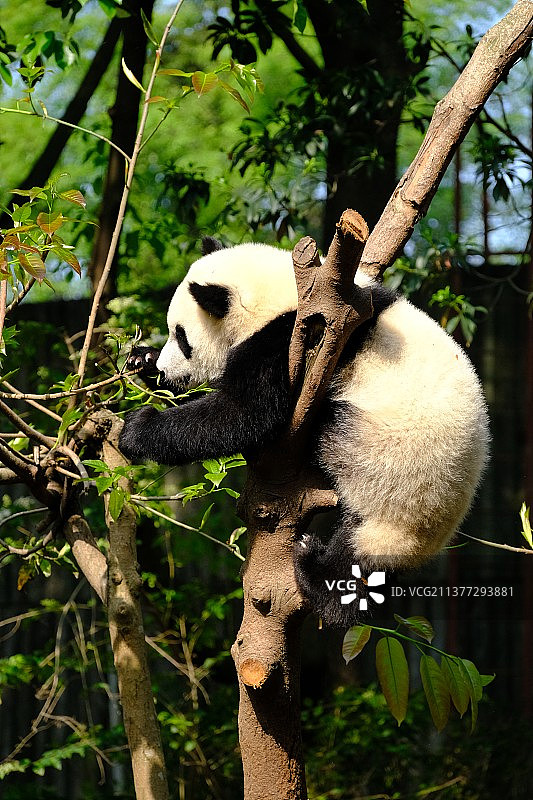 熊猫上树图片素材