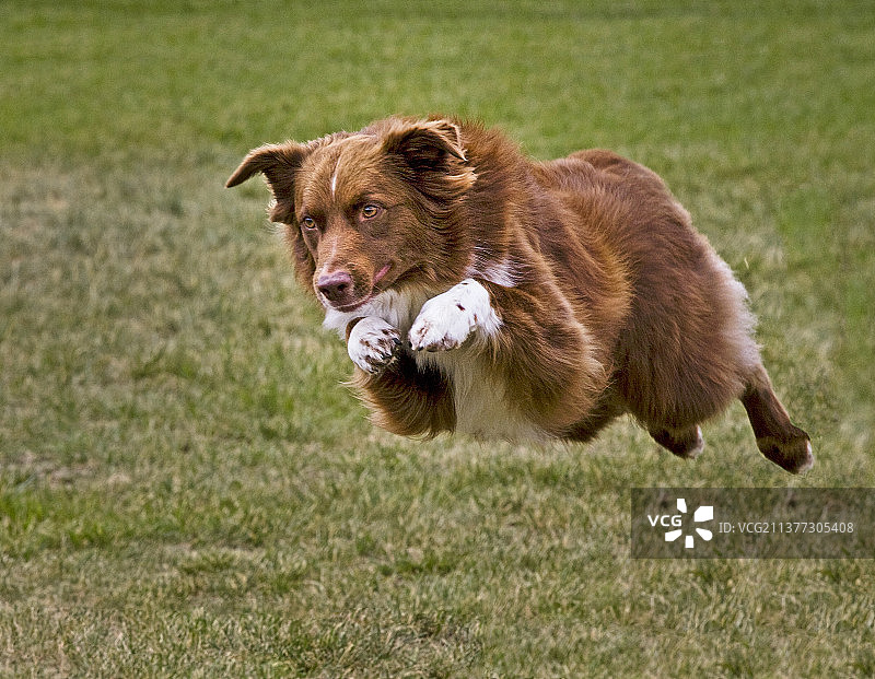 小狗跳跃图片素材