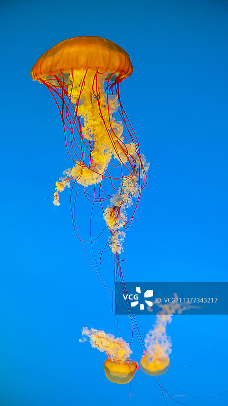 自然生态海中水母手机壁纸广告背景图图片素材