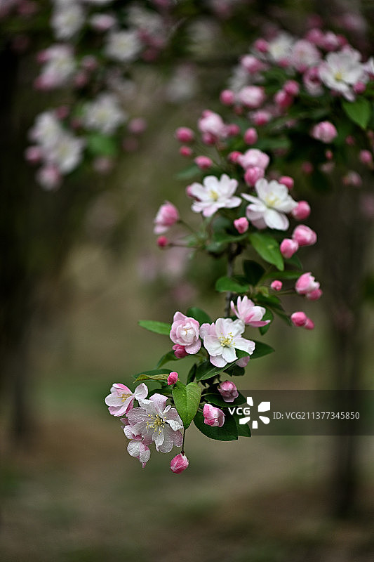 《西府海棠》“似笑如颦百媚生临风映日态轻盈。”图片素材
