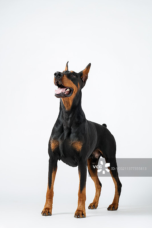 帅气的杜宾犬图片素材