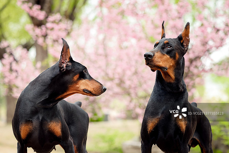 帅气的杜宾犬图片素材