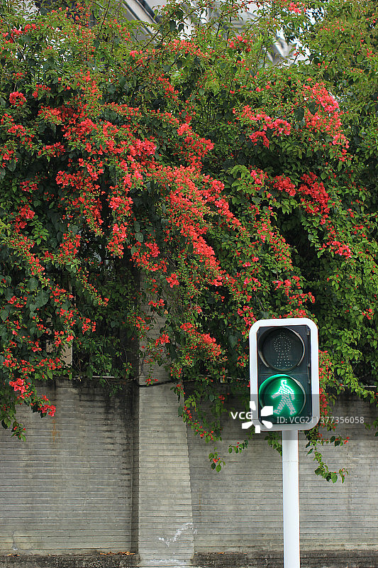 红绿灯，路口，风景，红色植物图片素材