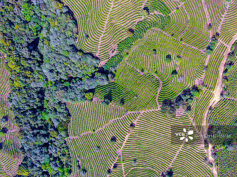 云南高山茶园图片素材