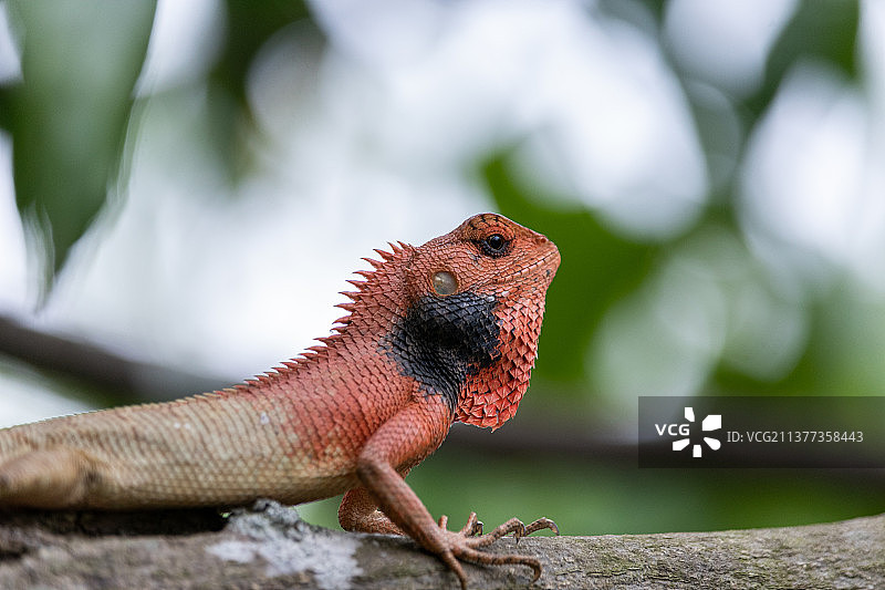 木头上鬣蜥的特写镜头图片素材