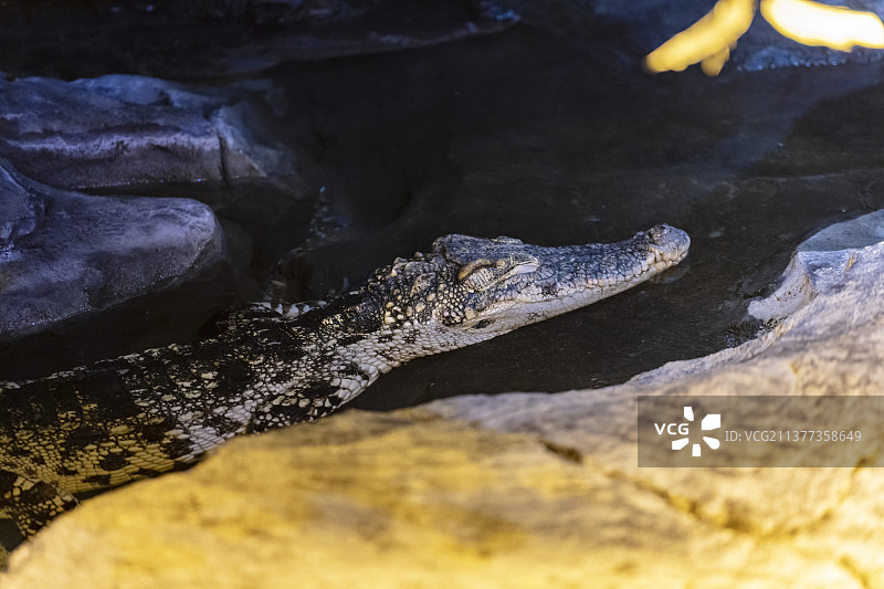 一只暹罗鳄闭着眼睛图片素材