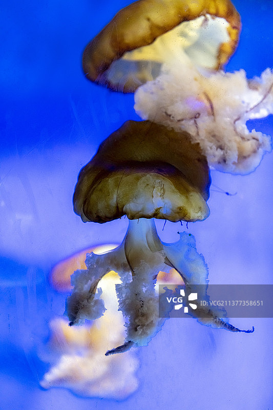 太平洋海刺水母图片素材