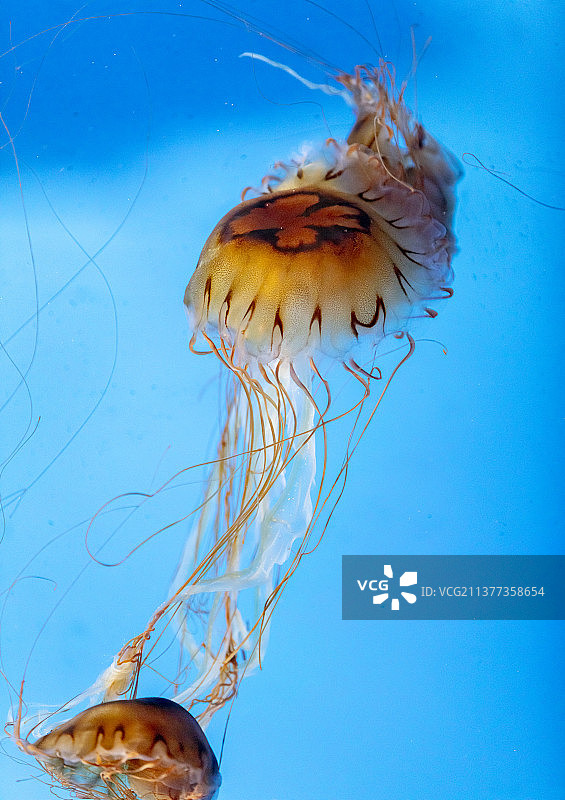 黑星海刺水母图片素材