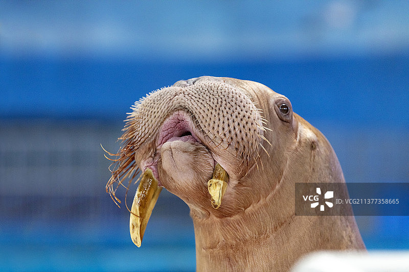 长牙的海象头部特写图片素材
