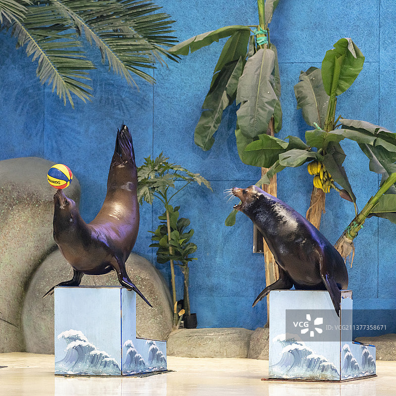 中国山东泉城海洋极地世界海洋剧场，两只海狮表演顶球图片素材