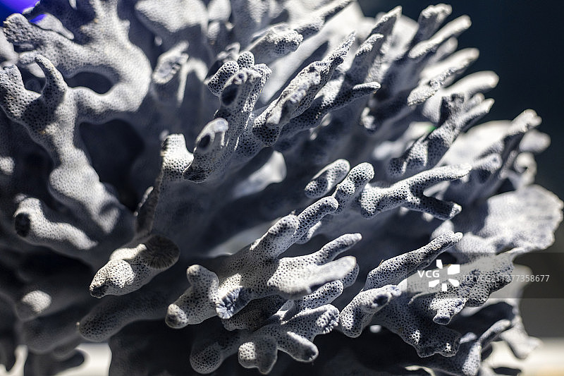 蓝珊瑚标本特写图片素材