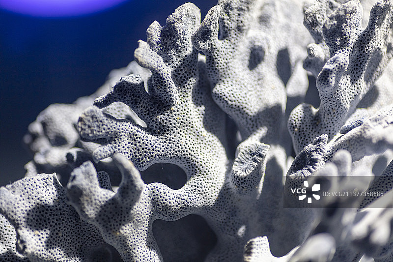 蓝珊瑚标本特写图片素材