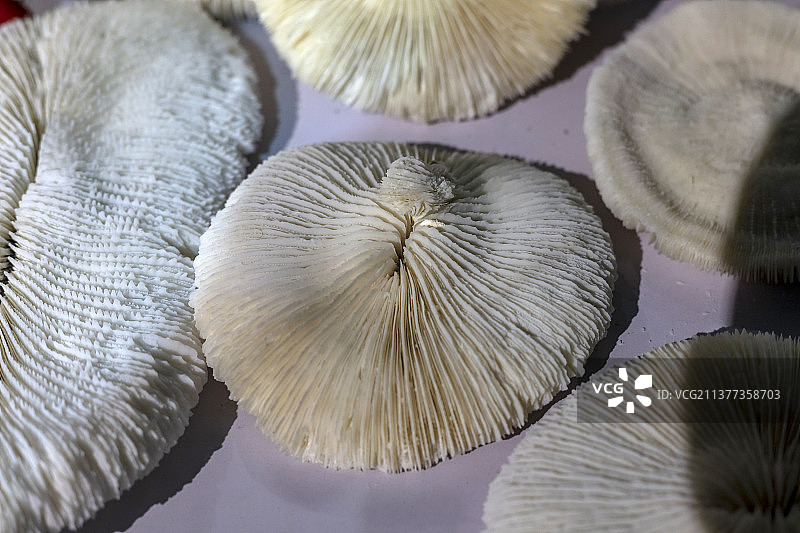 蘑菇珊瑚图片素材