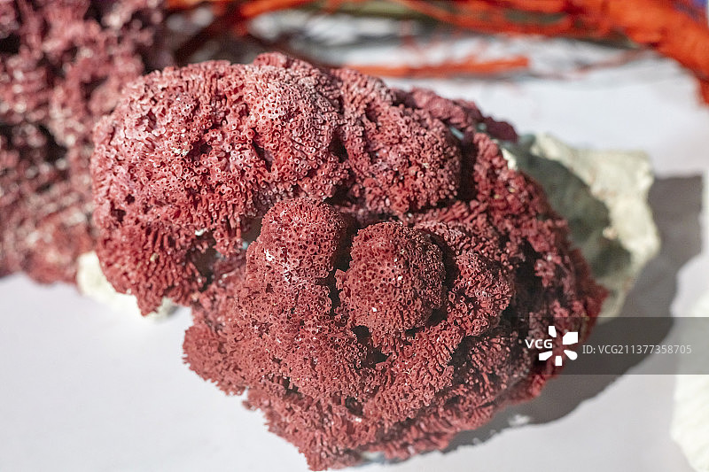 笙珊瑚图片素材