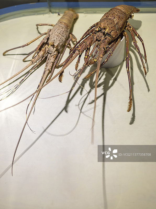 中国山东泉城海洋极地世界科普馆锦绣龙虾标本图片素材