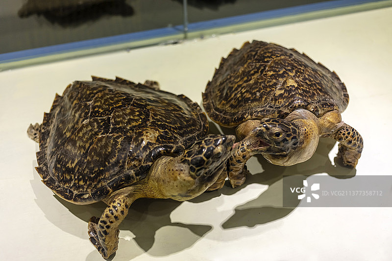 中国山东泉城海洋极地世界科普馆海龟标本图片素材